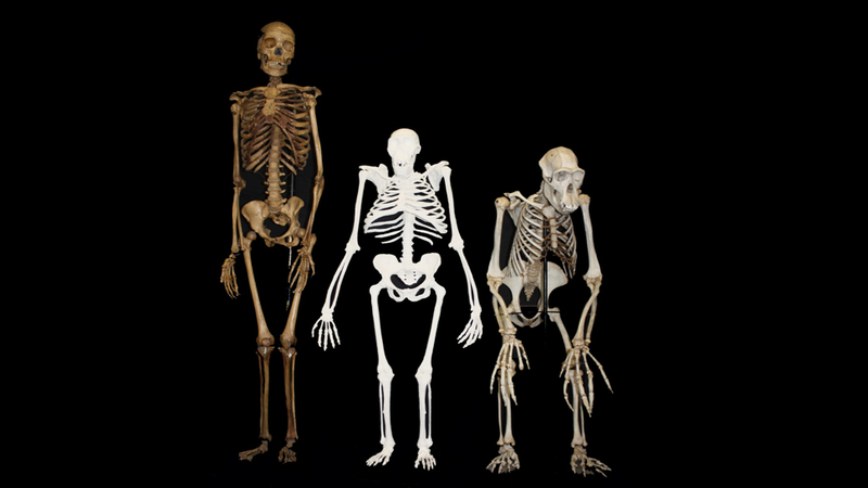 Illustration for article titled This ancient hominin could replace Lucy as humanity's closest evolutionary ancestor